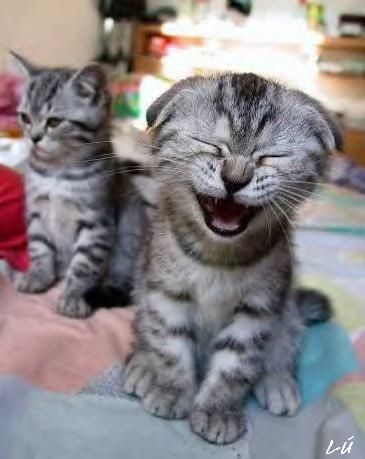 chat alors. . . . papa???